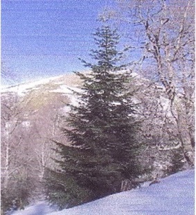 O Tannenbaum