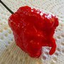 Carolina Reaper – najljuća paprika na svetu