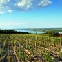 Negotinska loza u Mađarskoj (3)