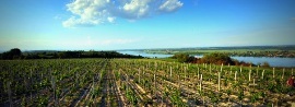 Negotinska loza u Mađarskoj (3)